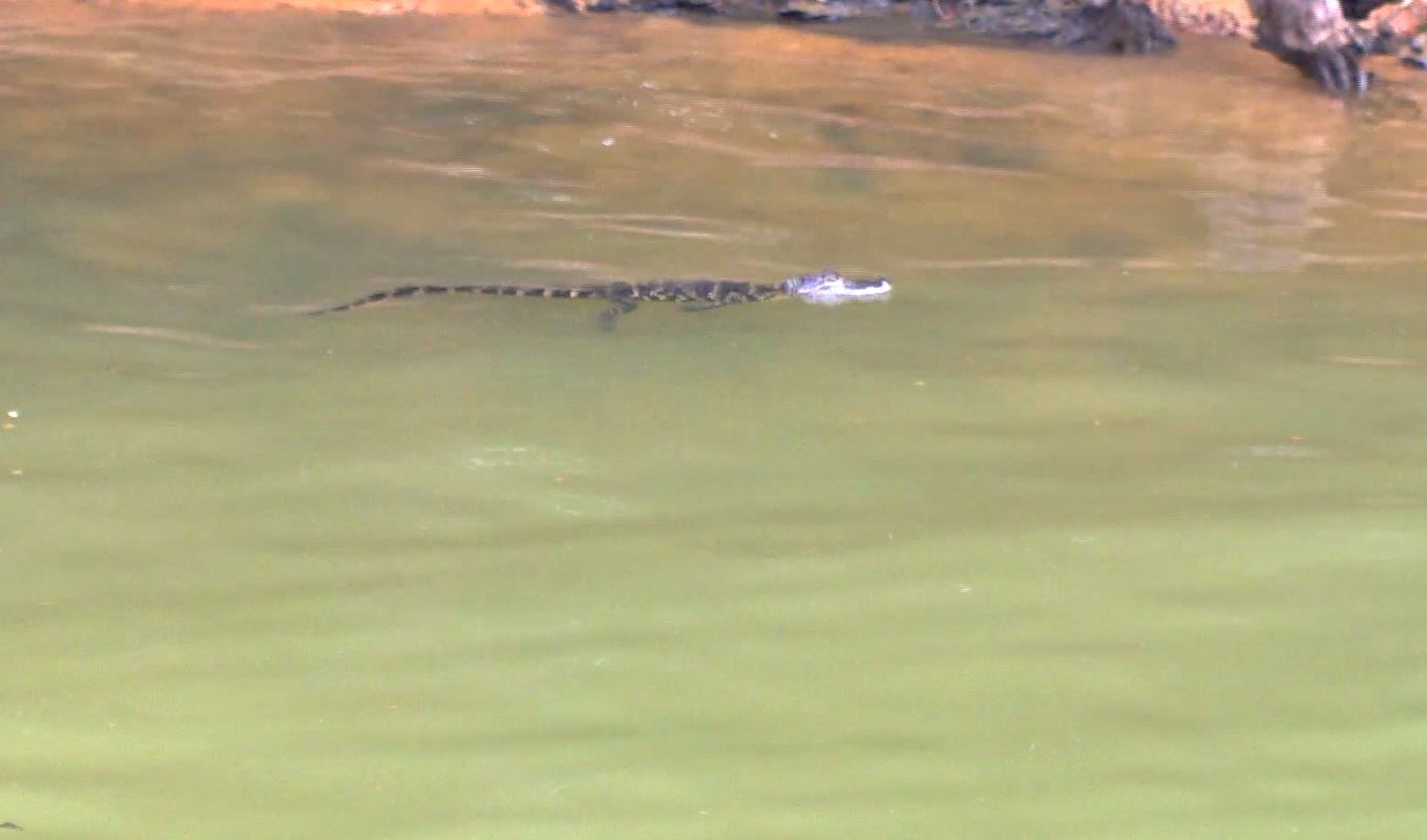 DNR officials Gator sighting on Lake Lanier a rare sight
